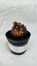 ASTROPHYTUM ASTERIAS “Purple - VARIEGATA”  Nº 1040 – vaso 09