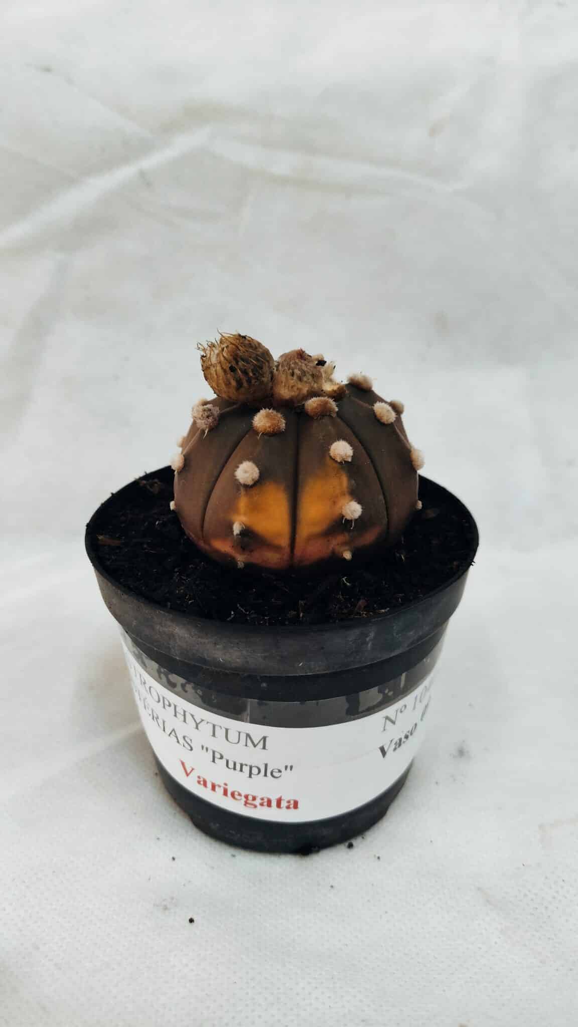 ASTERIAS PURPLE VARIEGATA 1040 (1) ASTROPHYTUM ASTERIAS “Purple - VARIEGATA”  Nº 1040 – vaso 09 - Imagem 1