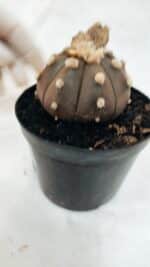 ASTROPHYTUM ASTERIAS “Purple - VARIEGATA”  Nº 1040 – vaso 09 - Imagem 6