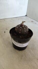 ASTROPHYTUM ASTERIAS “Purple” Nº 1021 – vaso 09 - Imagem 8