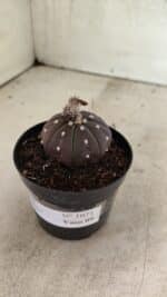 ASTROPHYTUM ASTERIAS “Purple” Nº 1021 – vaso 09 - Imagem 7