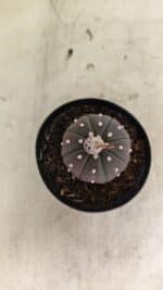 ASTROPHYTUM ASTERIAS “Purple” Nº 1021 – vaso 09 - Imagem 3