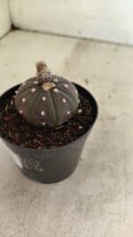 ASTROPHYTUM ASTERIAS “Purple” Nº 1021 – vaso 09 - Imagem 6