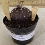 ASTROPHYTUM ASTERIAS “Purple”  Nº 1021 – vaso 09