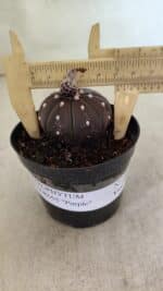 ASTROPHYTUM ASTERIAS “Purple” Nº 1021 – vaso 09