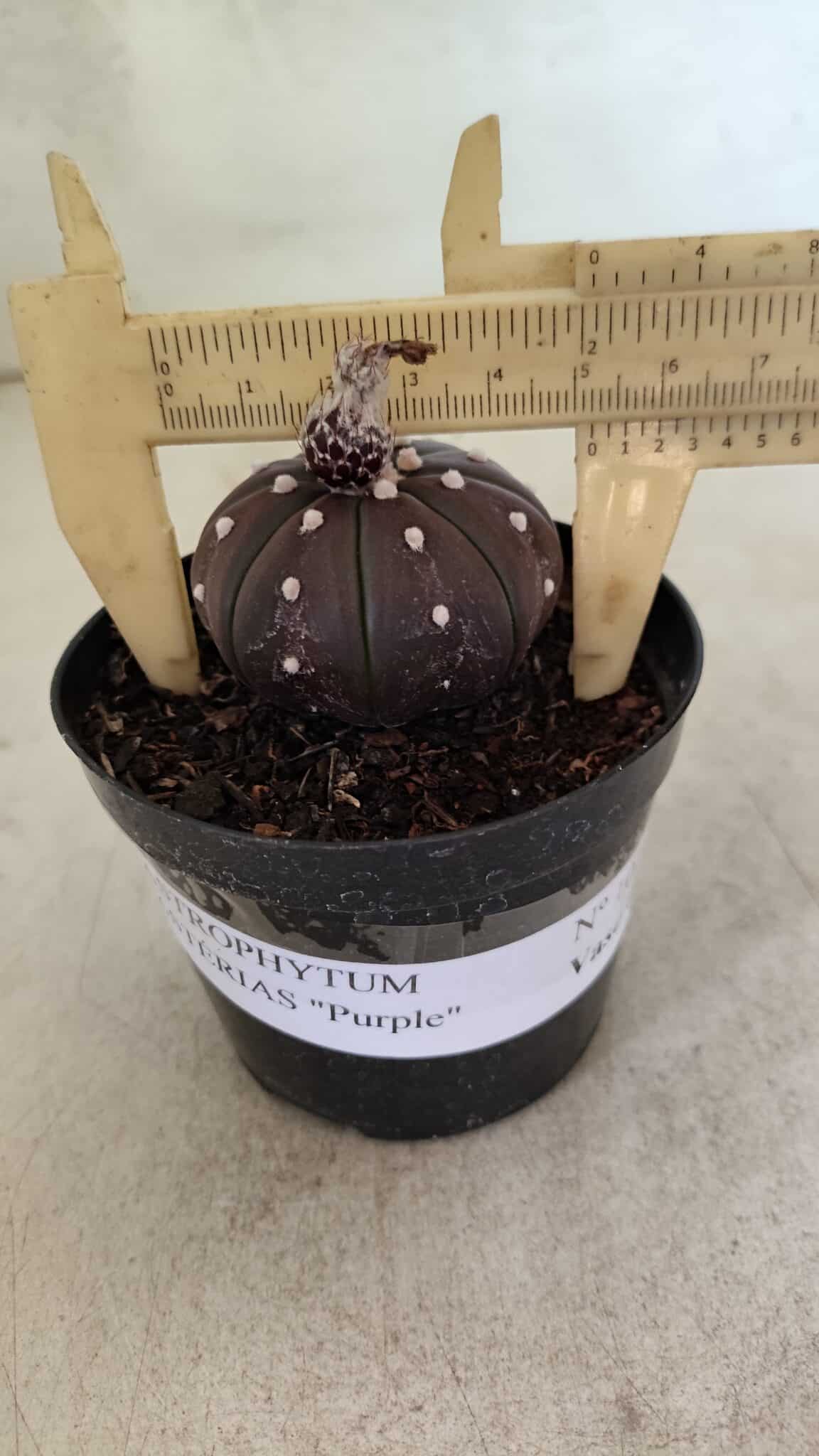 ASTERIAS Purple 1021 (6) ASTROPHYTUM ASTERIAS “Purple” Nº 1021 – vaso 09 - Imagem 1