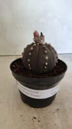 ASTROPHYTUM ASTERIAS “Purple” Nº 1031 – vaso 11 - Imagem 2