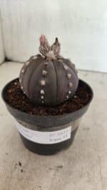 ASTROPHYTUM ASTERIAS “Purple” Nº 1031 – vaso 11 - Imagem 8