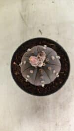 ASTROPHYTUM ASTERIAS “Purple” Nº 1031 – vaso 11 - Imagem 3