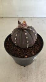 ASTROPHYTUM ASTERIAS “Purple” Nº 1031 – vaso 11 - Imagem 7