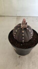 ASTROPHYTUM ASTERIAS “Purple” Nº 1031 – vaso 11 - Imagem 6