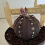 ASTROPHYTUM ASTERIAS “Purple”  Nº 1031 – vaso 11