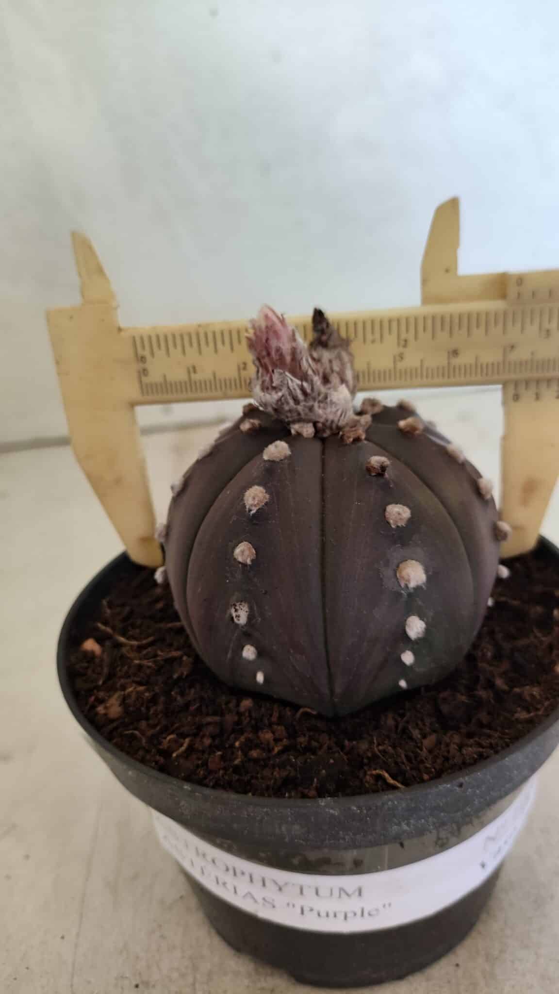 ASTERIAS Purple 1031 (6) ASTROPHYTUM ASTERIAS “Purple” Nº 1031 – vaso 11 - Imagem 1