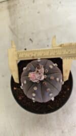 ASTROPHYTUM ASTERIAS “Purple” Nº 1031 – vaso 11 - Imagem 5