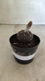 ASTROPHYTUM ASTERIAS “Purple”  Nº 1032 – vaso 09 - Imagem 2