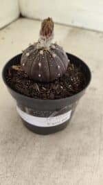 ASTROPHYTUM ASTERIAS “Purple”  Nº 1032 – vaso 09 - Imagem 8