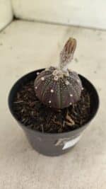 ASTROPHYTUM ASTERIAS “Purple”  Nº 1032 – vaso 09 - Imagem 6