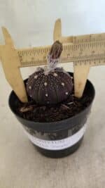 ASTROPHYTUM ASTERIAS “Purple”  Nº 1032 – vaso 09
