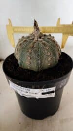 ASTROPHYTUM ASTERIAS STAR SHAPE Nº 135 – vaso 17