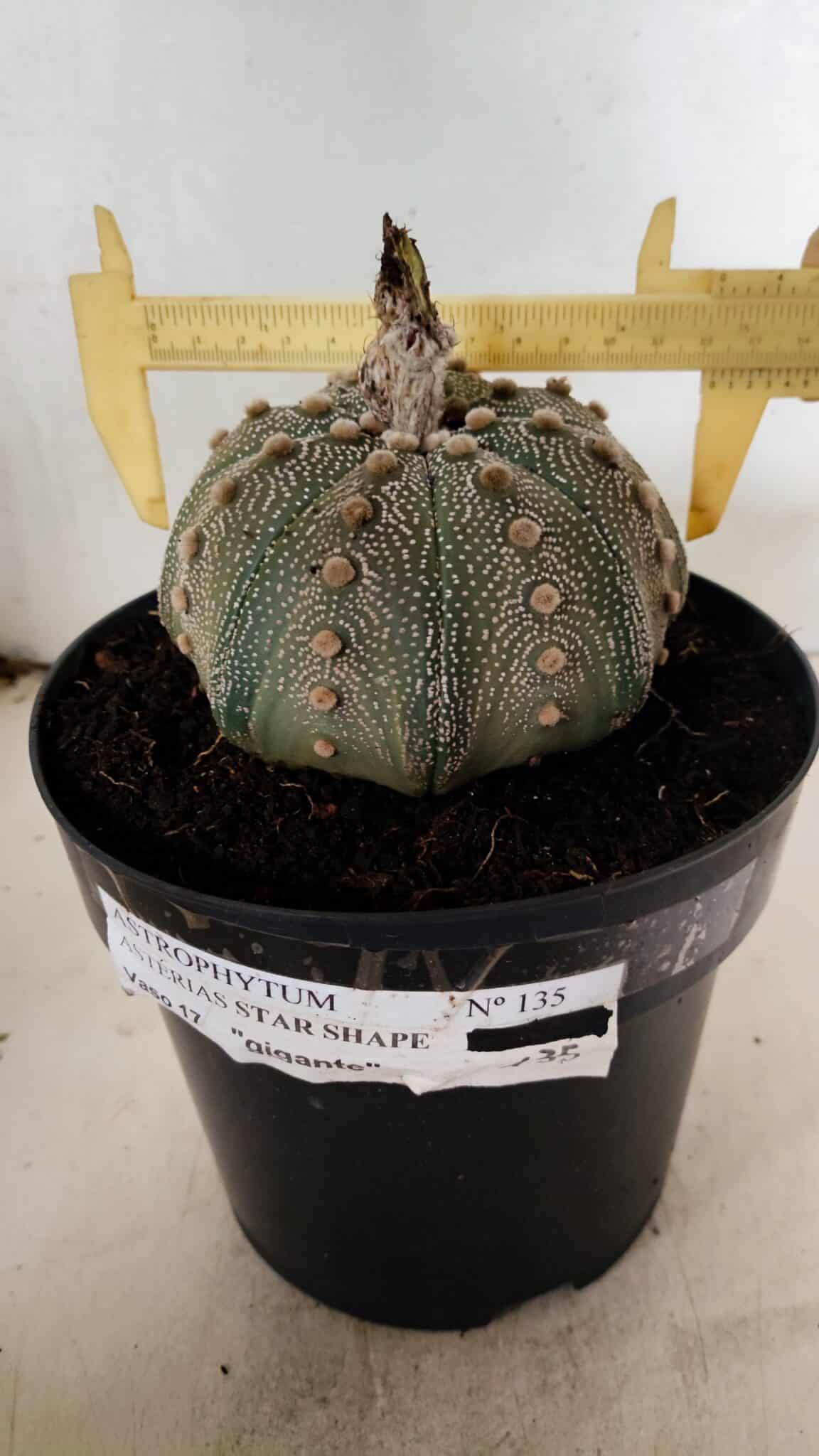ASTERIAS STAR SHAPE 135 (2) ASTROPHYTUM ASTERIAS STAR SHAPE Nº 135 – vaso 17 - Imagem 1