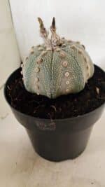ASTROPHYTUM ASTERIAS STAR SHAPE Nº 135 – vaso 17 - Imagem 8
