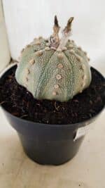 ASTROPHYTUM ASTERIAS STAR SHAPE Nº 135 – vaso 17 - Imagem 6