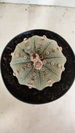 ASTROPHYTUM ASTERIAS STAR SHAPE Nº 135 – vaso 17 - Imagem 3