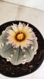 ASTROPHYTUM ASTERIAS STAR SHAPE Nº 364 – vaso 17 - Imagem 5