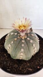 ASTROPHYTUM ASTERIAS STAR SHAPE Nº 364 – vaso 17 - Imagem 11