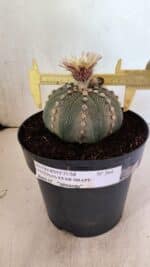 ASTROPHYTUM ASTERIAS STAR SHAPE Nº 364 – vaso 17 - Imagem 4