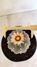 ASTROPHYTUM ASTERIAS STAR SHAPE Nº 364 – vaso 17