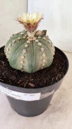 ASTROPHYTUM ASTERIAS STAR SHAPE Nº 364 – vaso 17 - Imagem 10