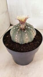 ASTROPHYTUM ASTERIAS STAR SHAPE Nº 364 – vaso 17 - Imagem 9