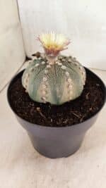 ASTROPHYTUM ASTERIAS STAR SHAPE Nº 364 – vaso 17 - Imagem 8