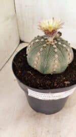 ASTROPHYTUM ASTERIAS STAR SHAPE Nº 364 – vaso 17 - Imagem 7