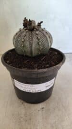 ASTROPHYTUM ASTERIAS STAR SHAPE "Purple" Nº 1030 – vaso 15 - Imagem 2