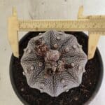 ASTROPHYTUM ASTERIAS STAR SHAPE "Purple" Nº 1030 – vaso 15