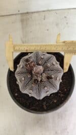 ASTROPHYTUM ASTERIAS STAR SHAPE "Purple" Nº 1030 – vaso 15