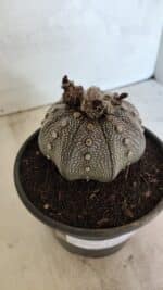 ASTROPHYTUM ASTERIAS STAR SHAPE "Purple" Nº 1030 – vaso 15 - Imagem 11