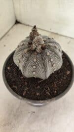 ASTROPHYTUM ASTERIAS STAR SHAPE "Purple" Nº 1030 – vaso 15 - Imagem 10
