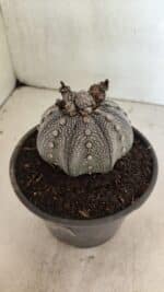 ASTROPHYTUM ASTERIAS STAR SHAPE "Purple" Nº 1030 – vaso 15 - Imagem 9