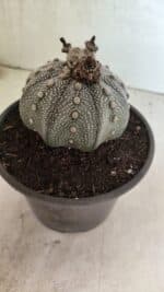 ASTROPHYTUM ASTERIAS STAR SHAPE "Purple" Nº 1030 – vaso 15 - Imagem 8