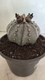 ASTROPHYTUM ASTERIAS STAR SHAPE "Purple" Nº 1030 – vaso 15 - Imagem 7