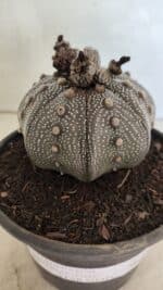 ASTROPHYTUM ASTERIAS STAR SHAPE "Purple" Nº 1030 – vaso 15 - Imagem 6