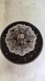 ASTROPHYTUM ASTERIAS STAR SHAPE "Purple" Nº 1030 – vaso 15 - Imagem 3