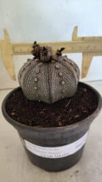 ASTROPHYTUM ASTERIAS STAR SHAPE "Purple" Nº 1030 – vaso 15 - Imagem 4