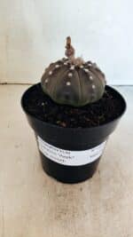 ASTROPHYTUM ASTERIAS STAR SHAPE "Purple" Nº 1035 – vaso 15 - Imagem 2
