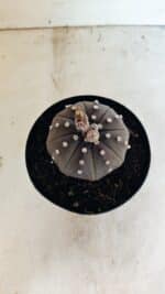 ASTROPHYTUM ASTERIAS STAR SHAPE "Purple" Nº 1035 – vaso 15 - Imagem 3