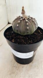 ASTROPHYTUM ASTERIAS STAR SHAPE "Purple" Nº 1035 – vaso 15 - Imagem 6