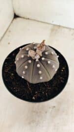 ASTROPHYTUM ASTERIAS STAR SHAPE "Purple" Nº 1035 – vaso 15 - Imagem 7